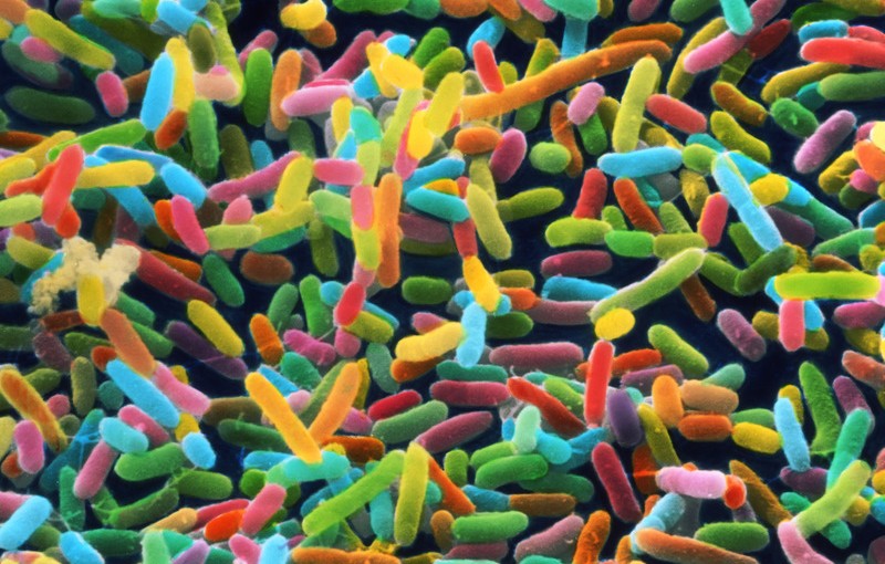 Asthma Connection to Infant Gut Bacteria